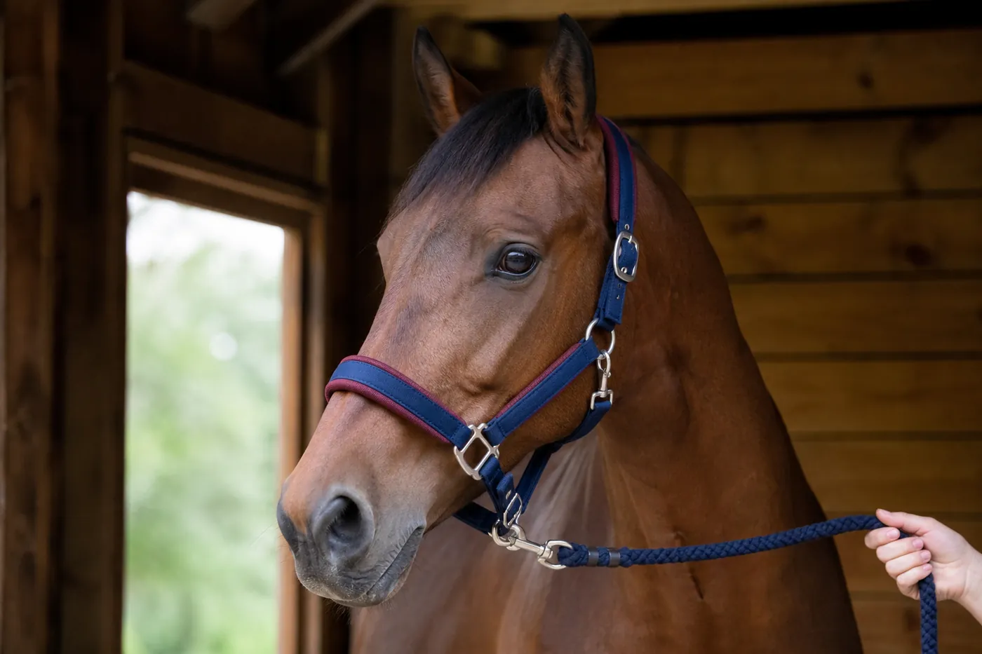 Horse wearing a padded halter